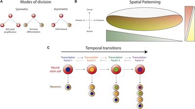 Novel Strategies for the Generation of Neuronal Diversity: Lessons From the Fly Visual System